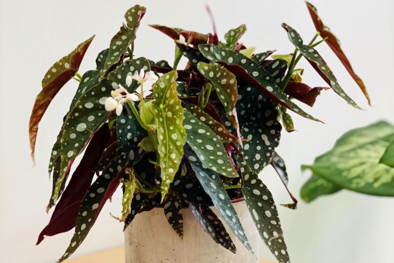 Begonia maculata