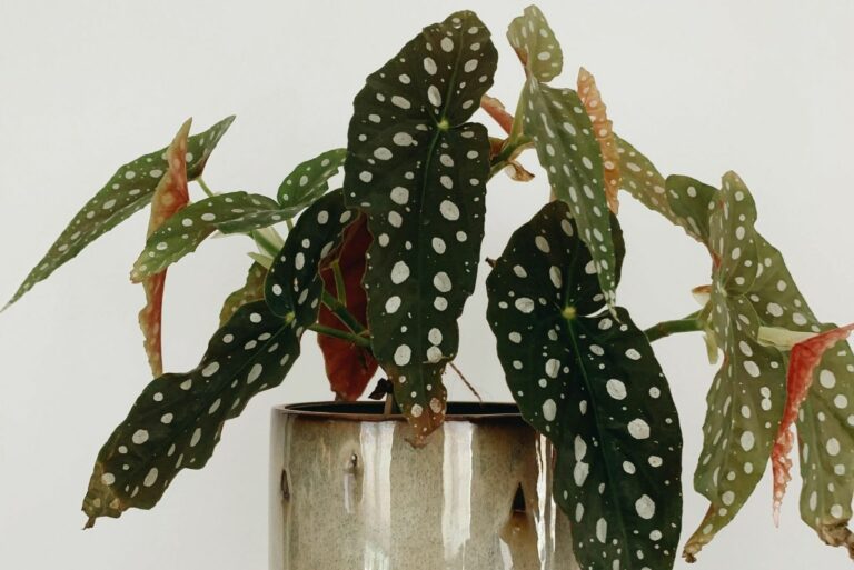 Begonia Maculata Houseplant