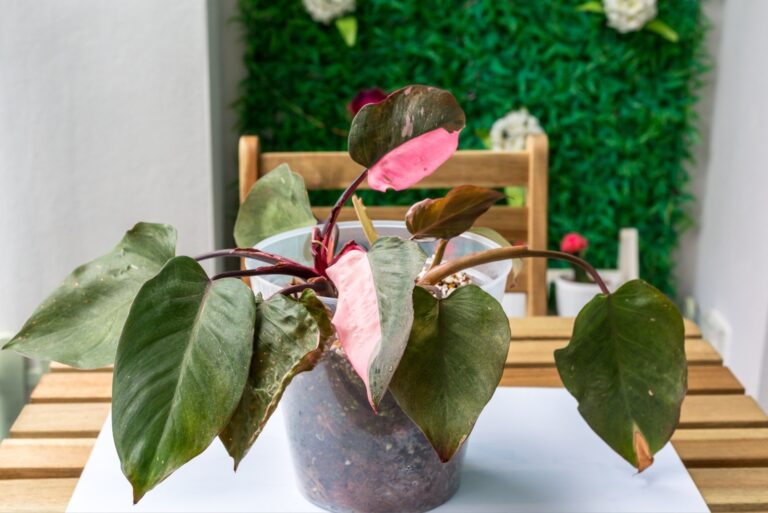 Philodendron pink princess plant