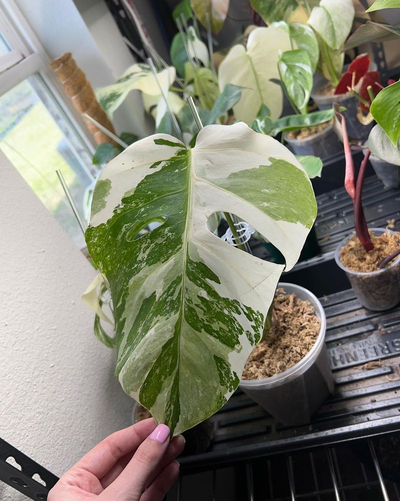 Variegated Monstera Deliciosa