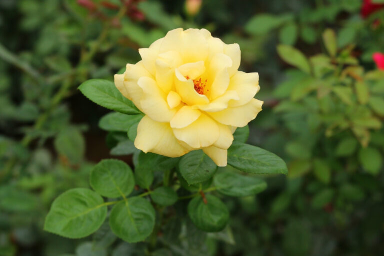 rose (featured image)