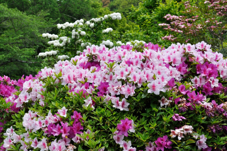 azaleas (featured image)