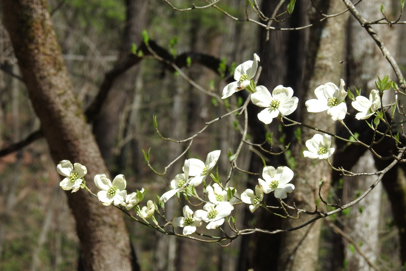 12 Small Trees Ideal For North Carolina Shady Gardens