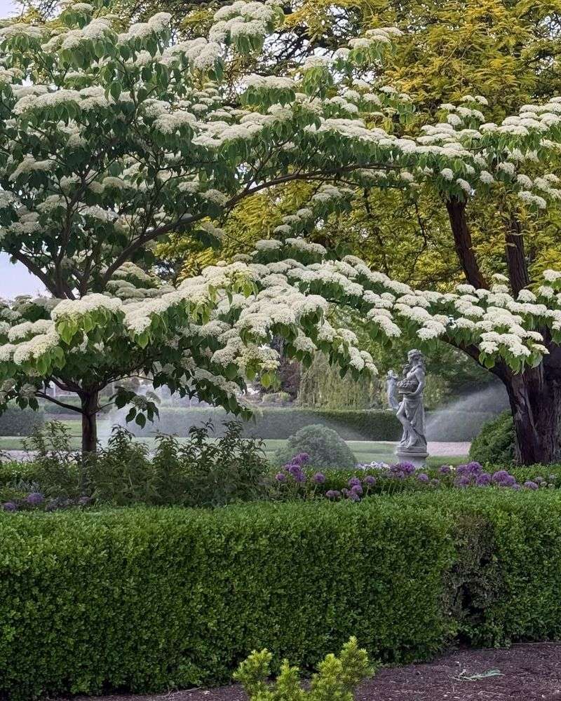Flowering Dogwood