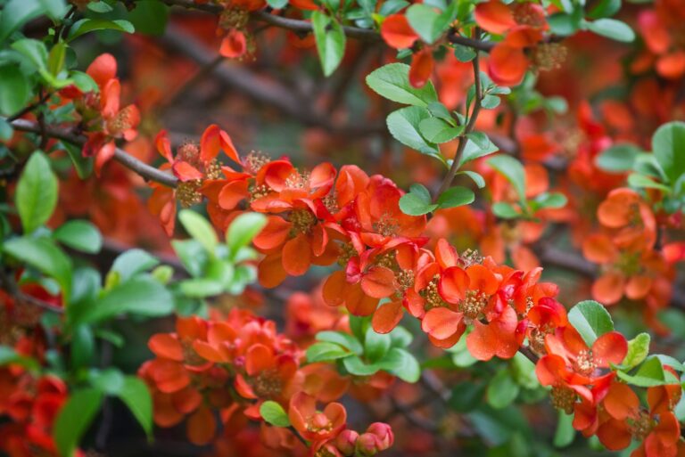 shrub (featured image)