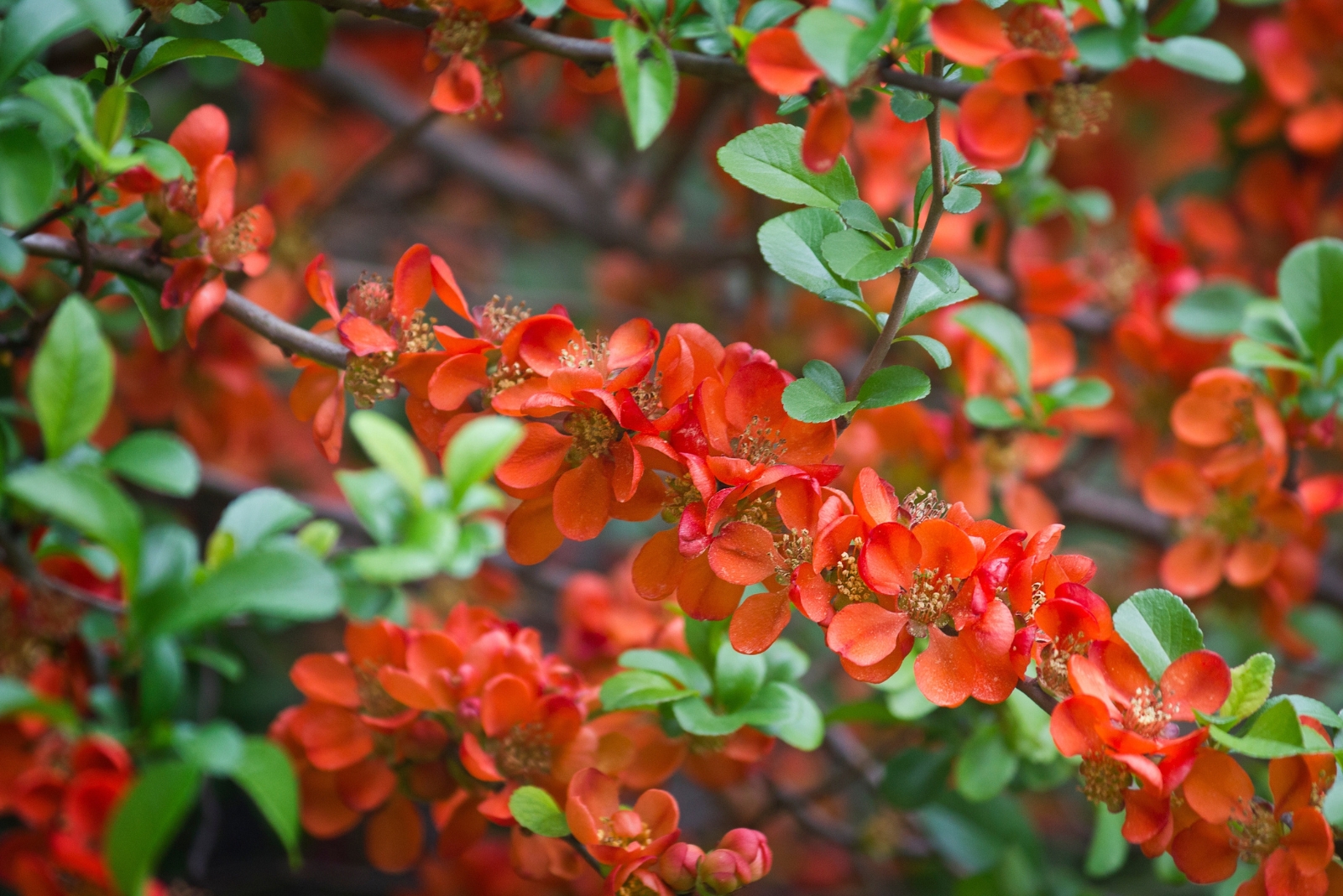 12 Stunning Hardy Shrubs With Red Flowers In California Gardens