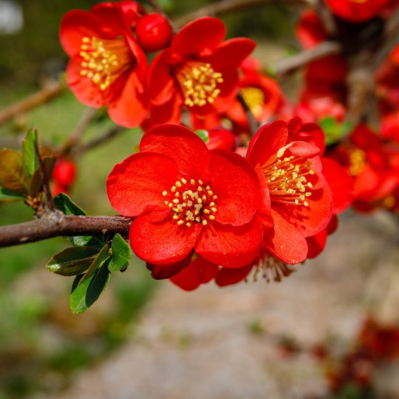 Red Flowering Quince