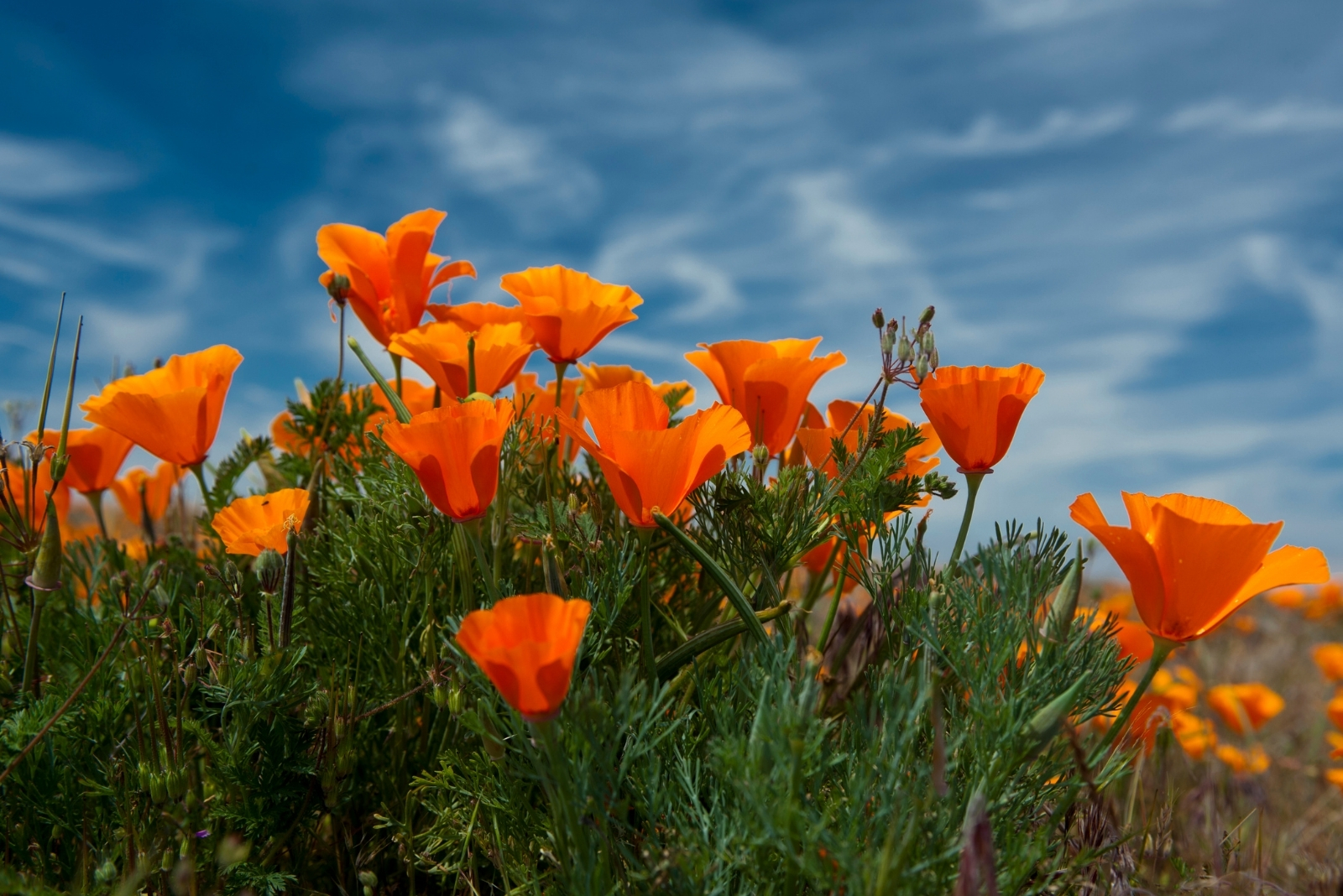 12 Stunning Native Flowers To Sow In October In California