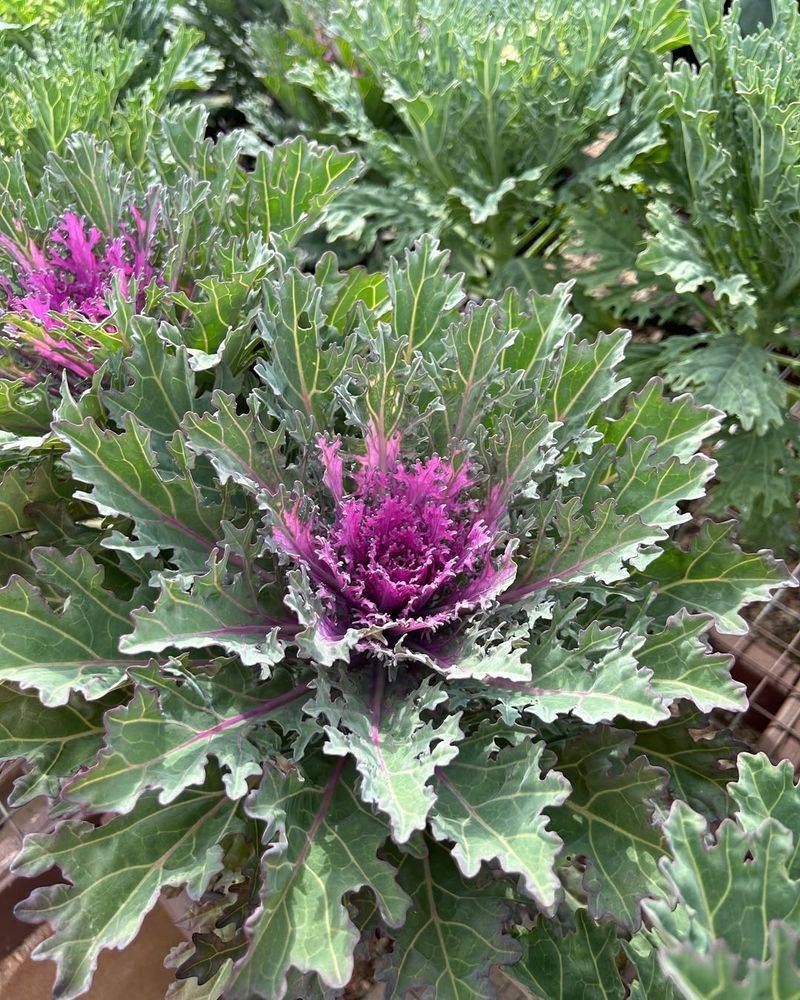 Ornamental Kale