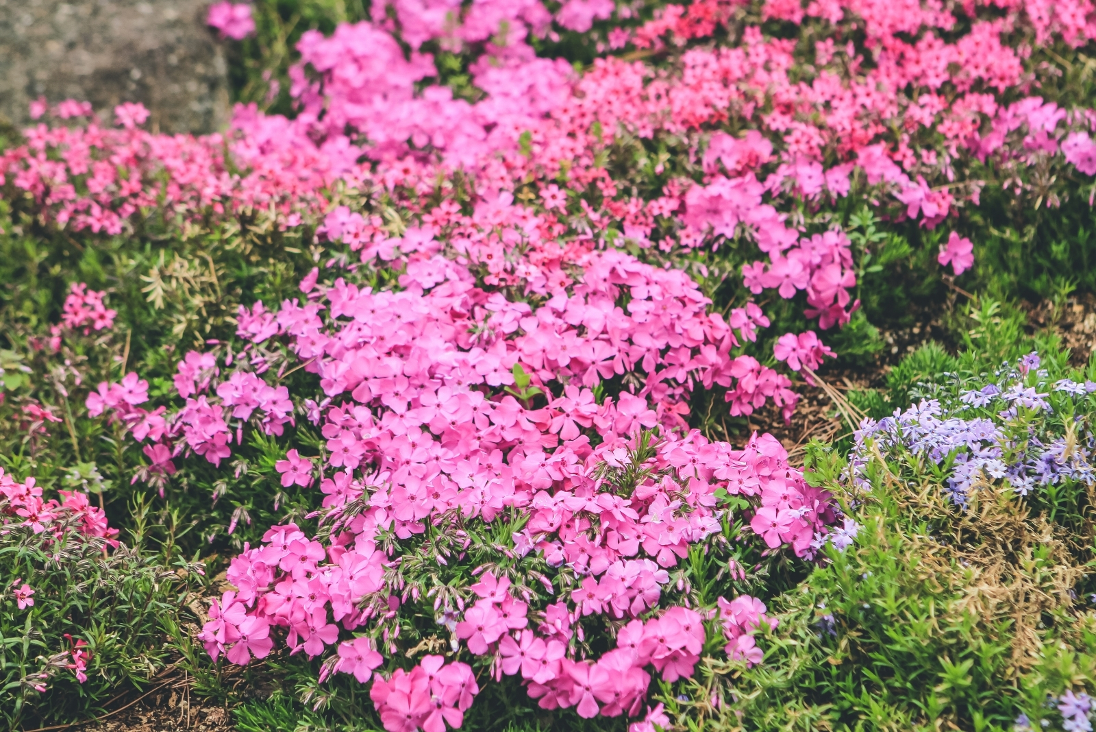 creeping phlox (featured image)