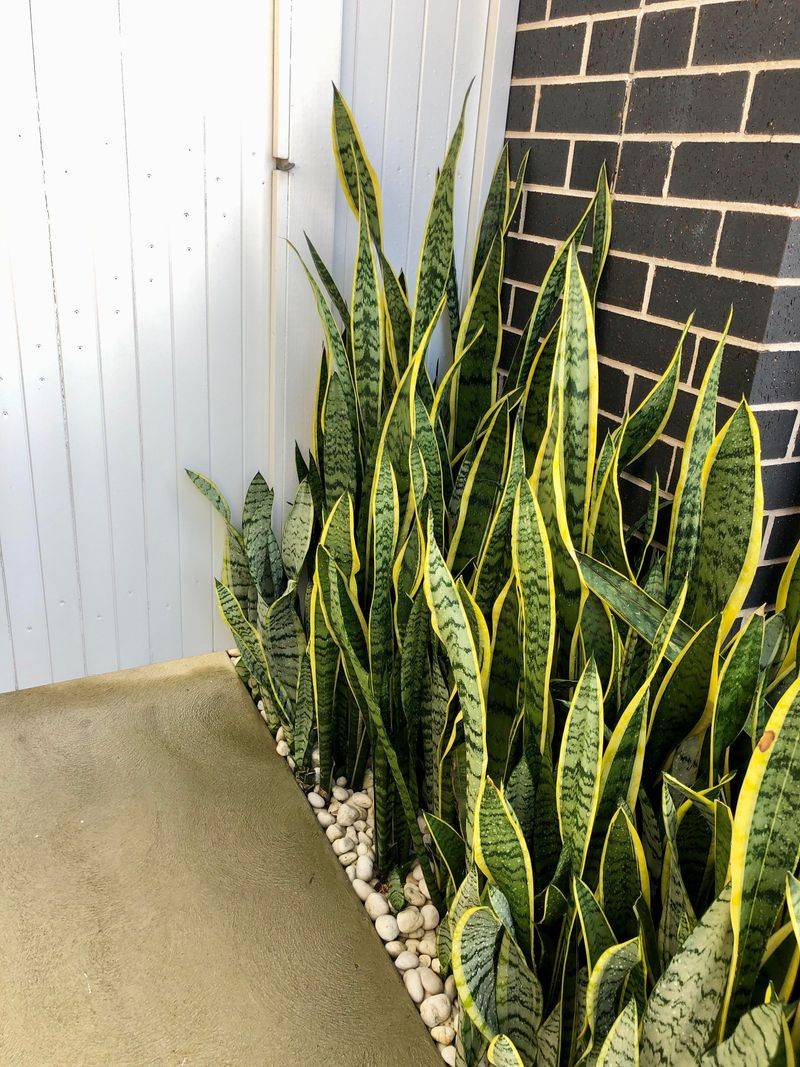 Snake Plant (Sansevieria)