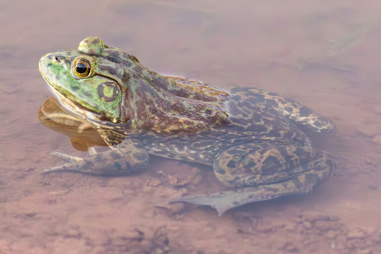 American toad (featured image)