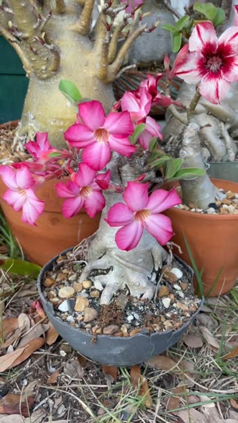 Prune Desert Roses Before Frost Arrives