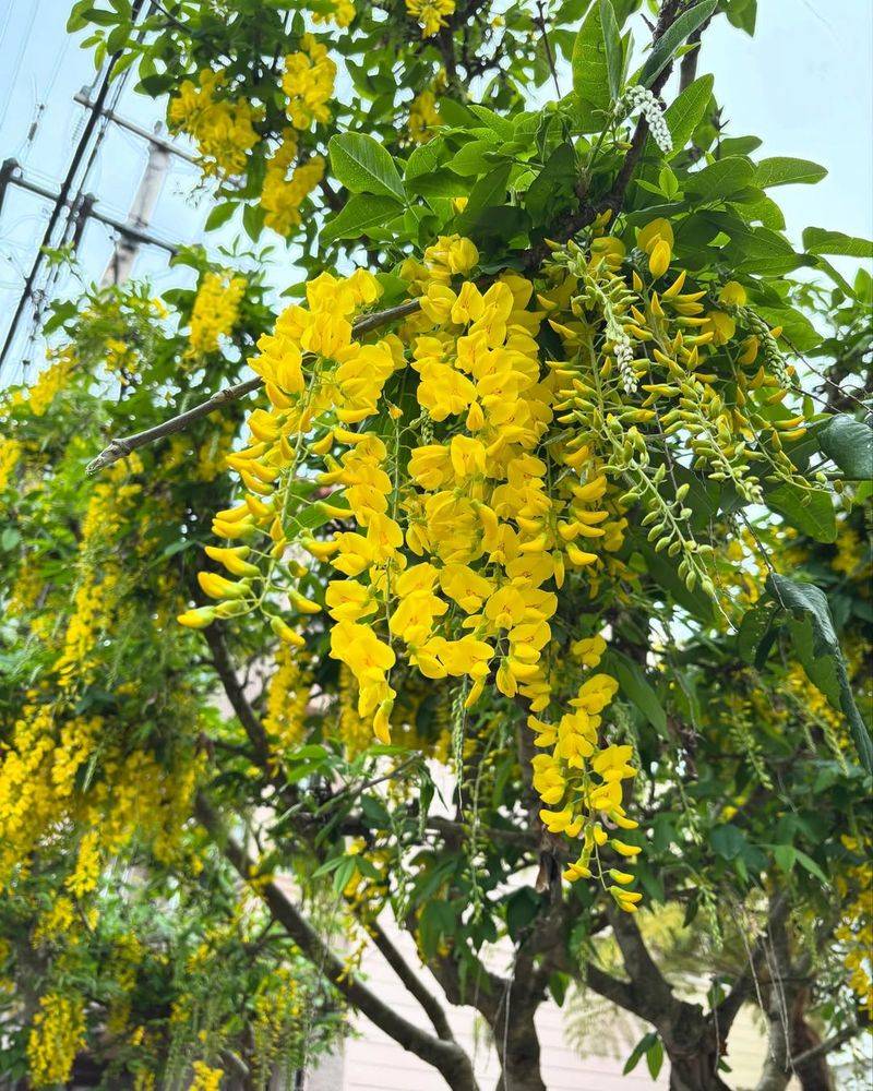 Laburnum