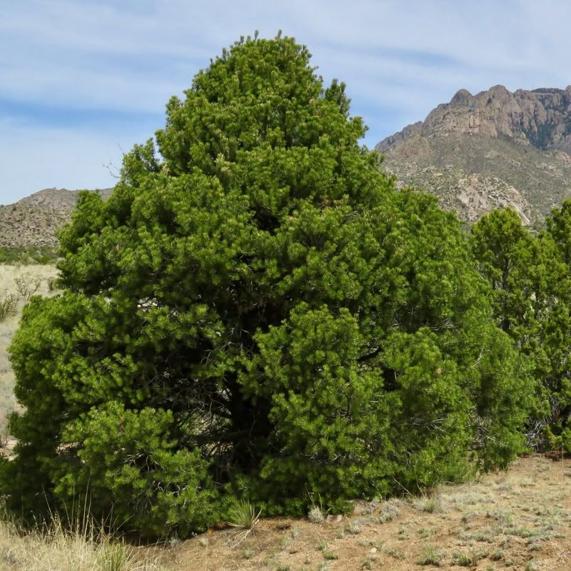 Piñon Pine