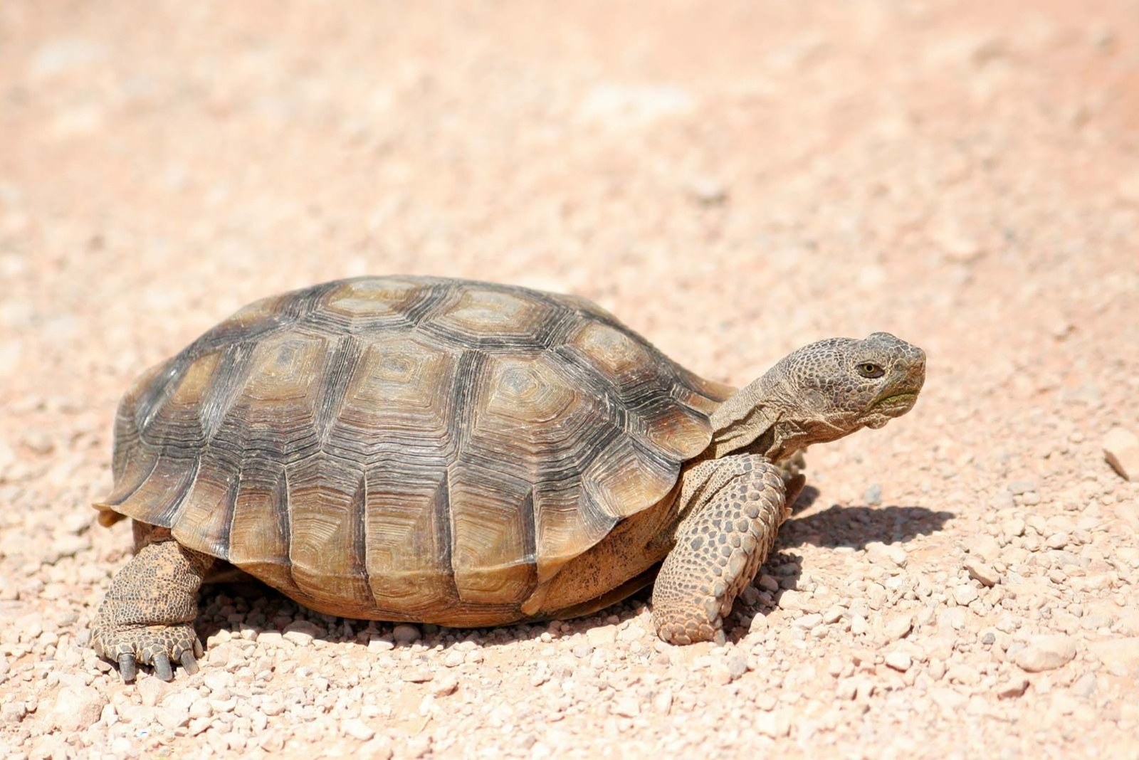 12 Unexpected Creatures You Can’t Legally Remove In Arizona