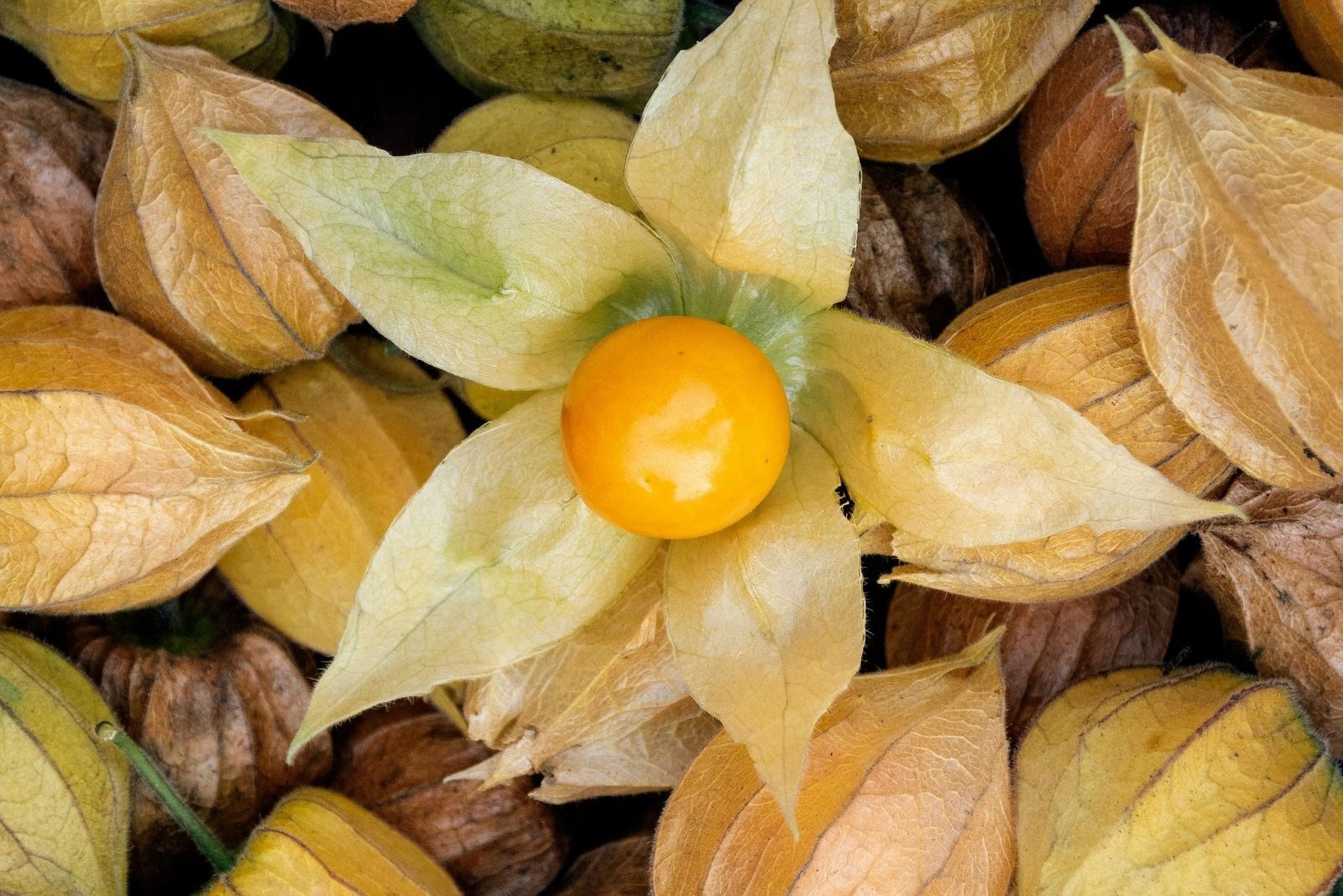 12 Unusual Edible Plants Tennessee Gardeners Can Still Start This Fall