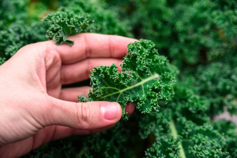 gardener holds a kale leaf