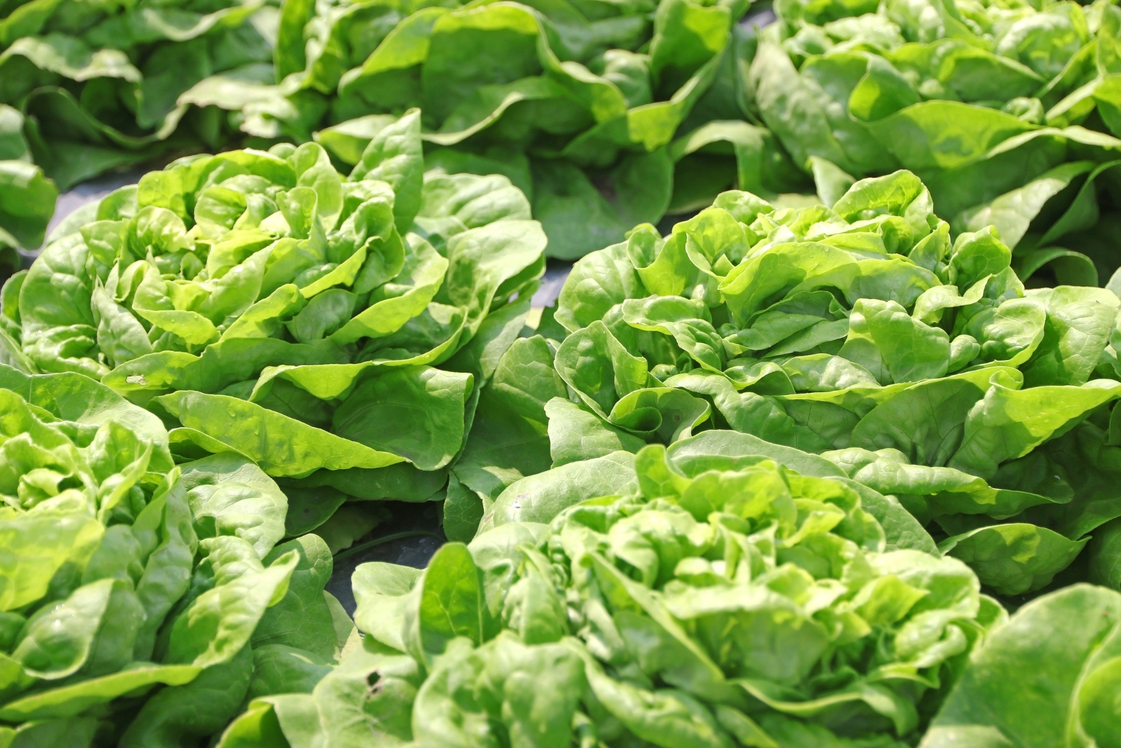 12 Vegetables That Thrive In Buckets Year Round In Missouri