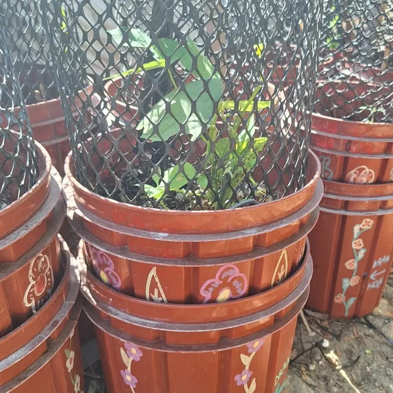Leafy Kale For Winter Harvests