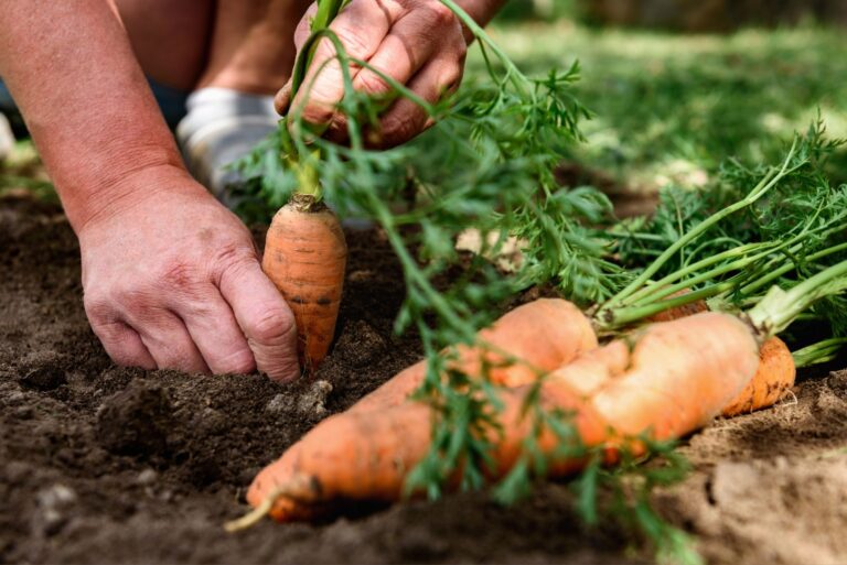 Woman's hands picking carrots from the garden.