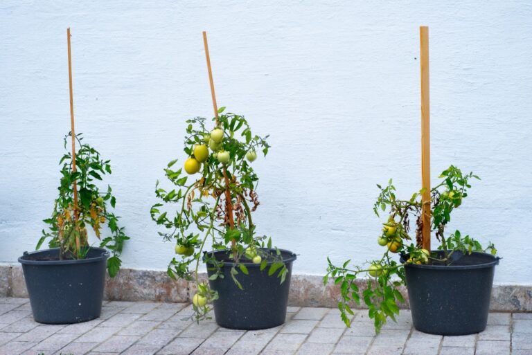 tomato plants grown in buckets