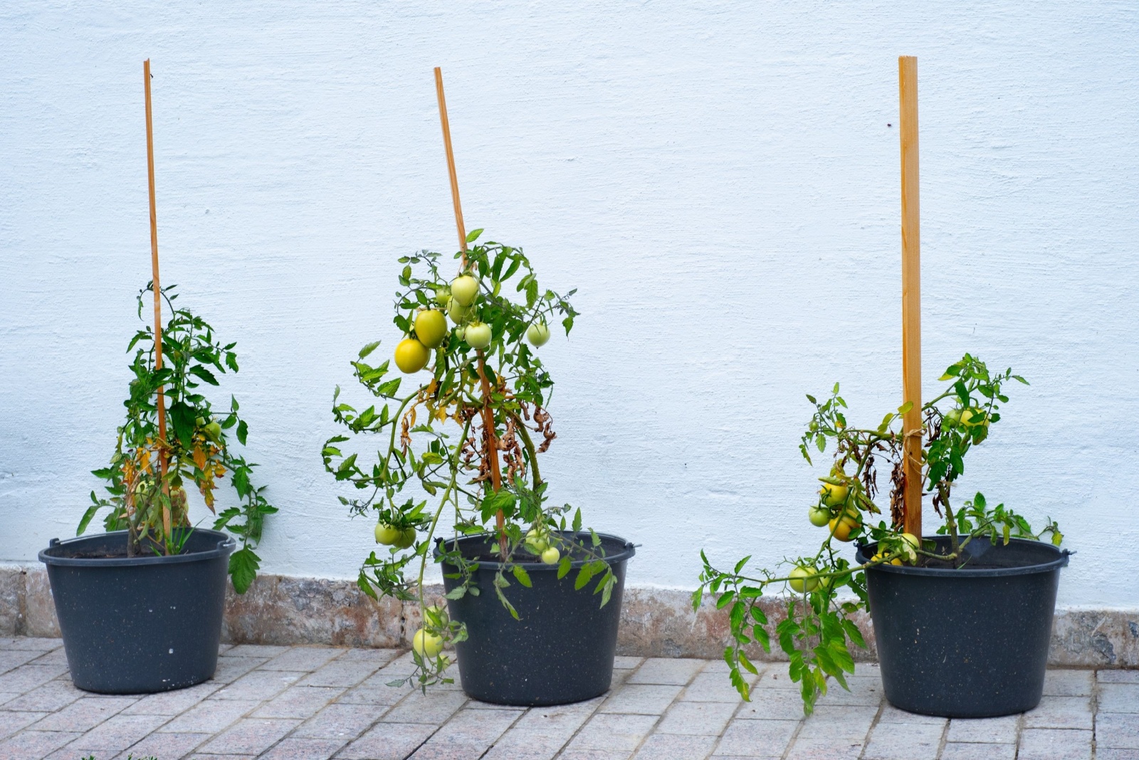 12 Vegetables You Can Grow In Buckets All Year In Kentucky