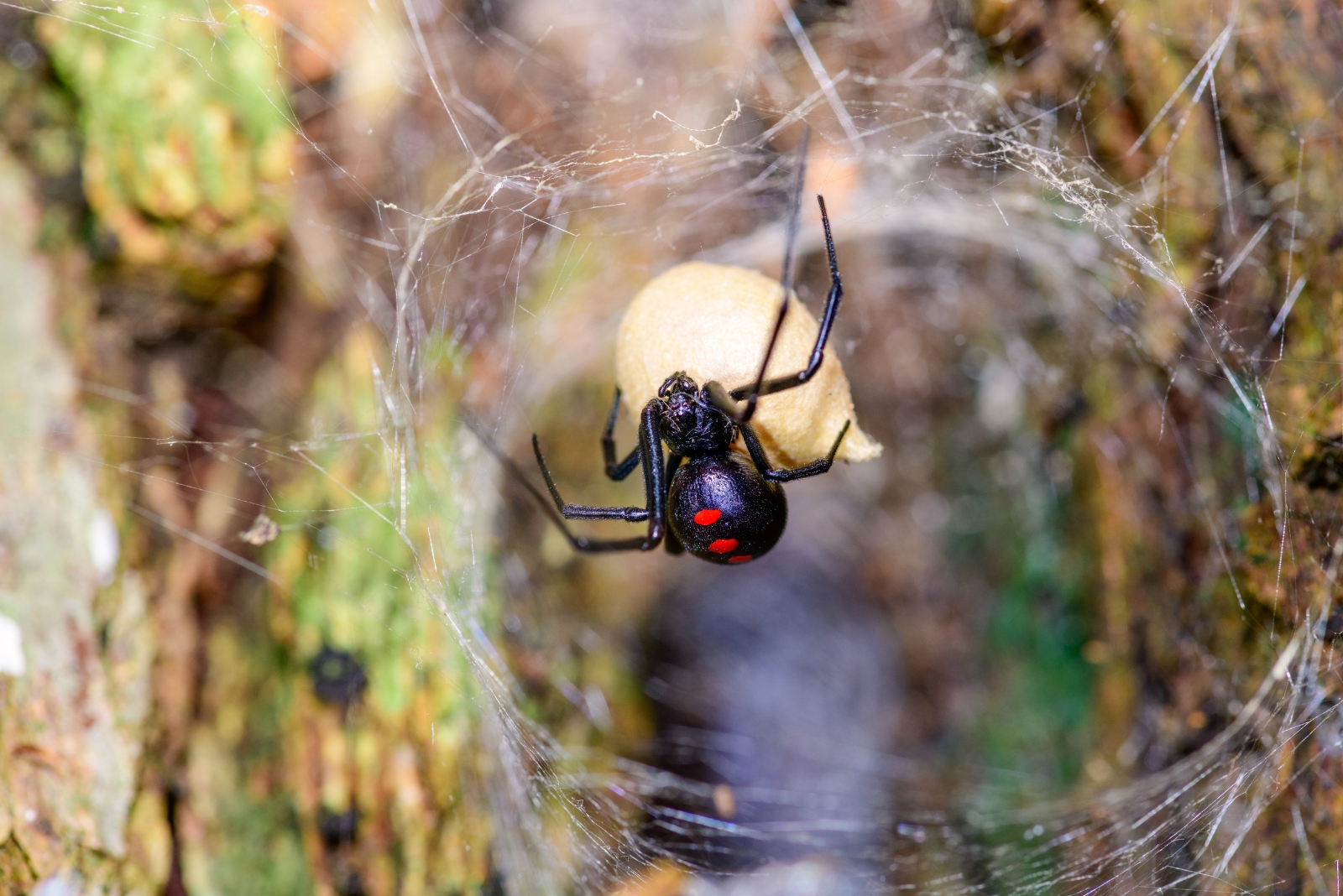 12 Venomous Animals Alabama Residents Should Be Aware Of
