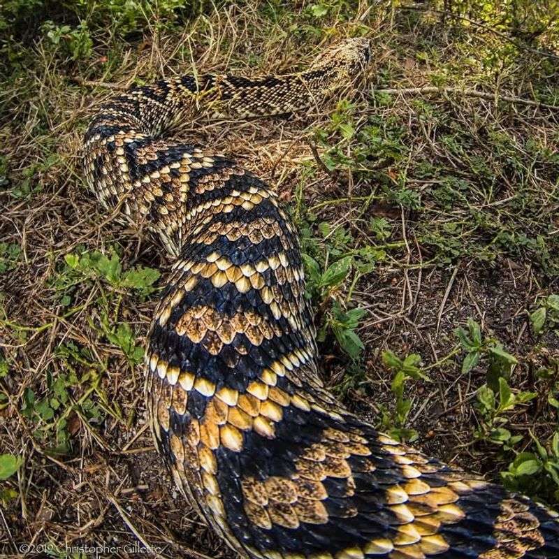 Eastern Diamondback Rattlesnake