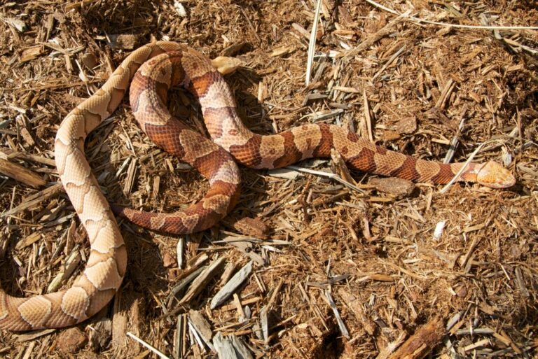Southern Copperhead vs Northern Copperhead