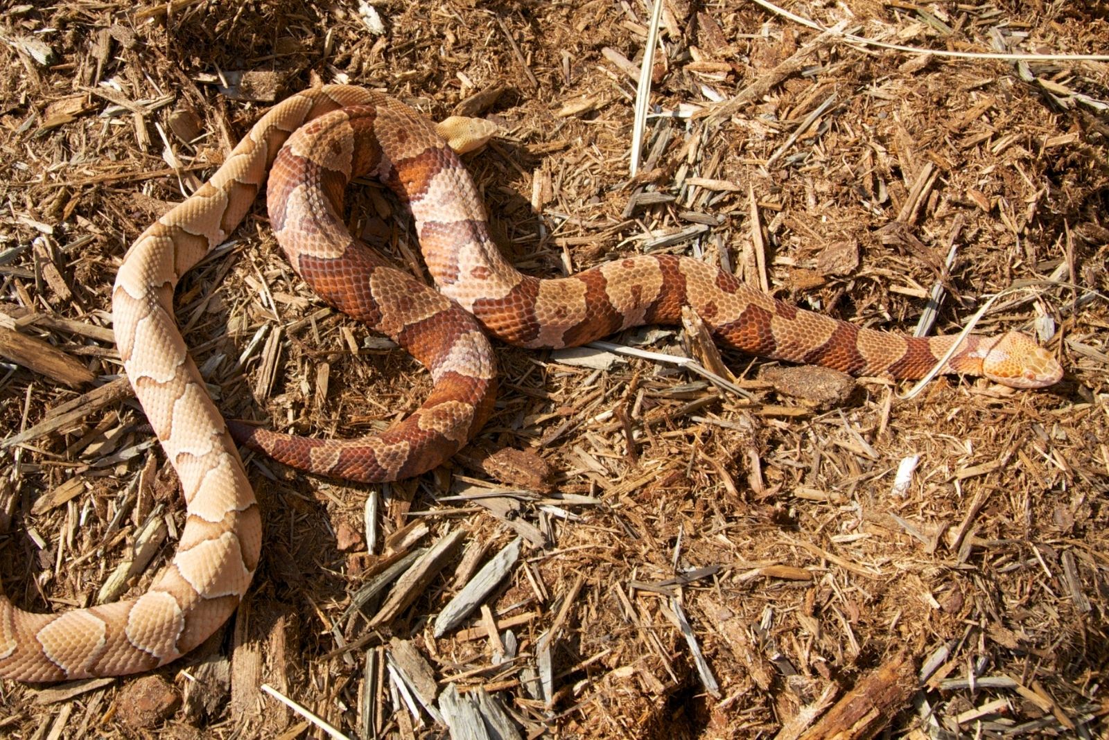 12 Venomous Creatures Every Tennessee Gardener Should Know About