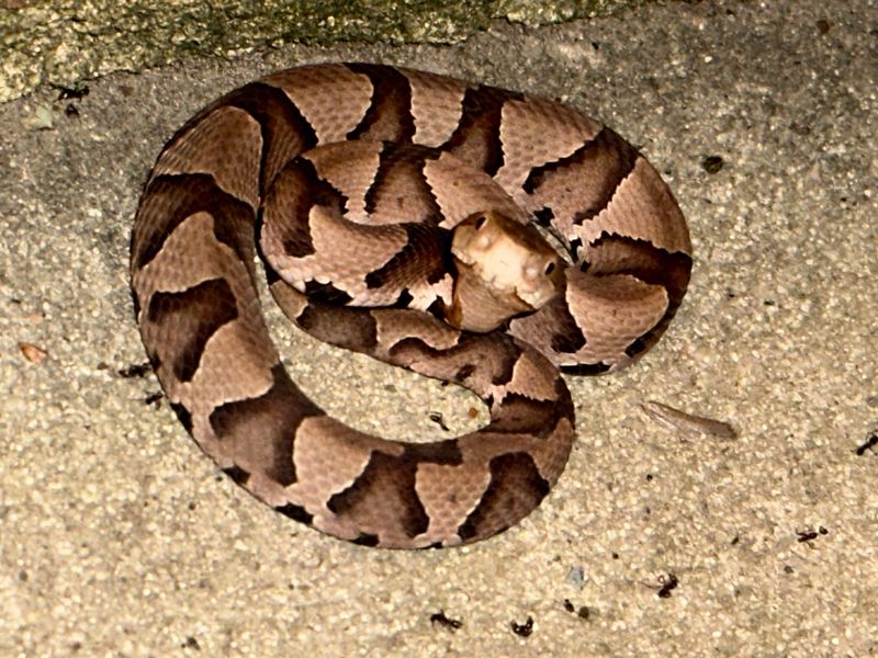 Copperhead Snake