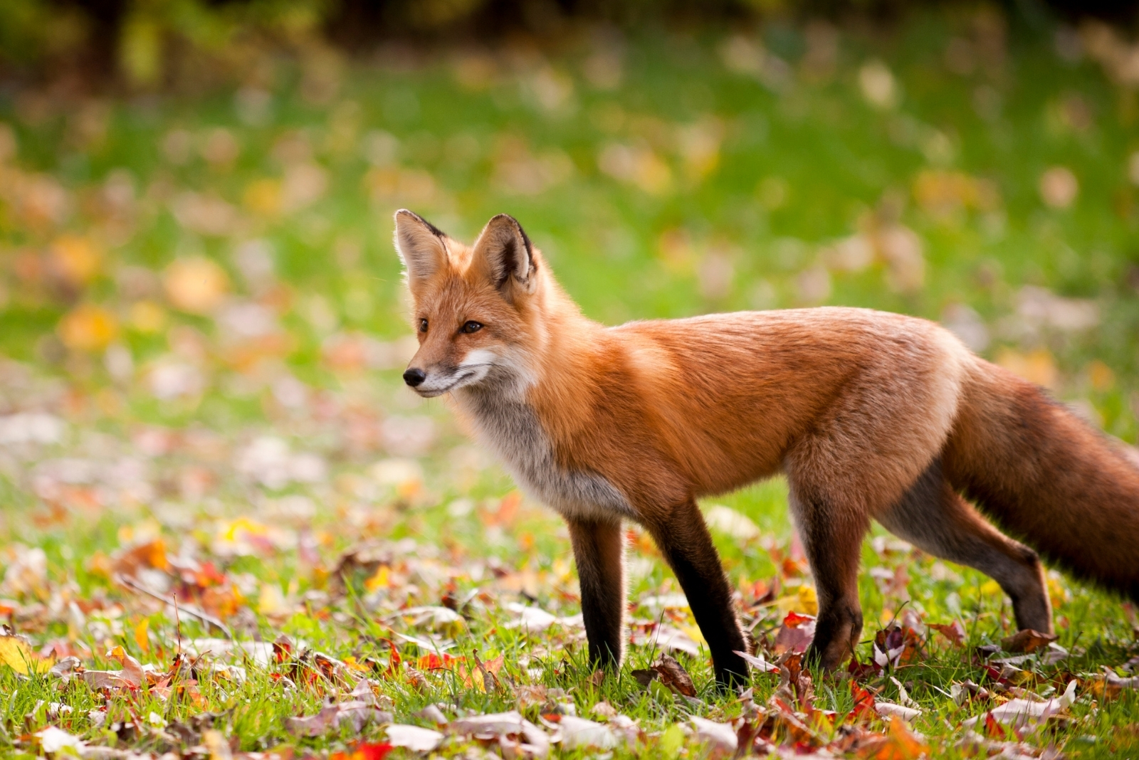 12 Wild Animals South Carolina Homeowners Are Spotting In Their Yards