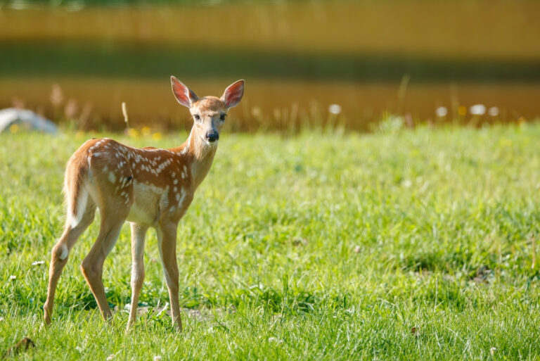 deer (featured image)