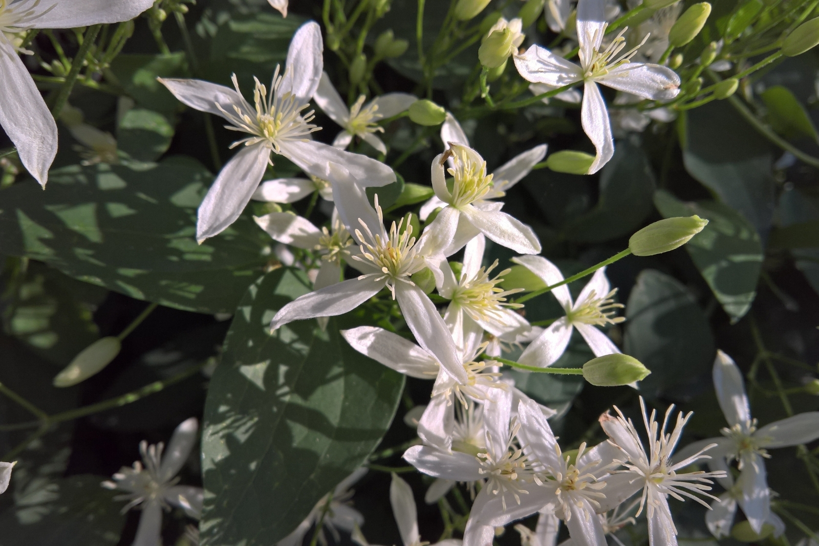 13 Autumn-Scented Plants To Plant In October In Oregon