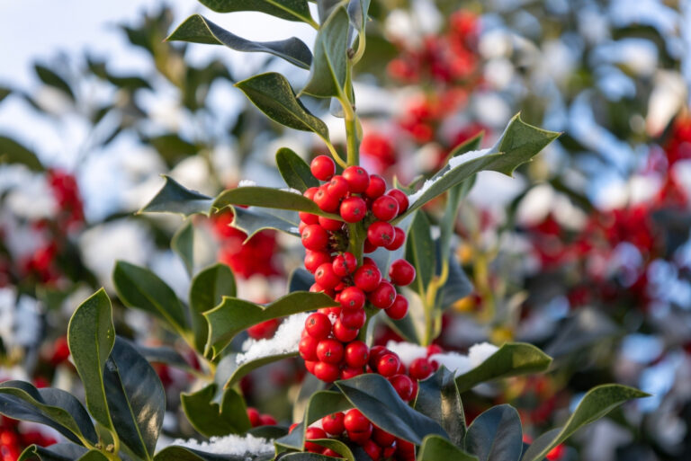 berries (featured image)