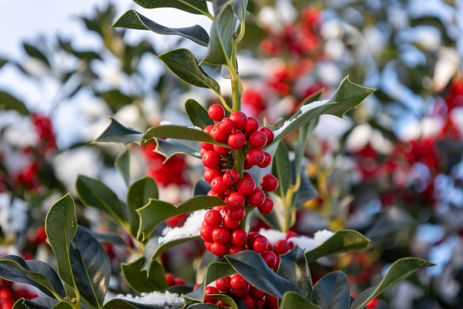 13 Beautiful Bird-Feeding Plants That Survive Colder Months In Michigan