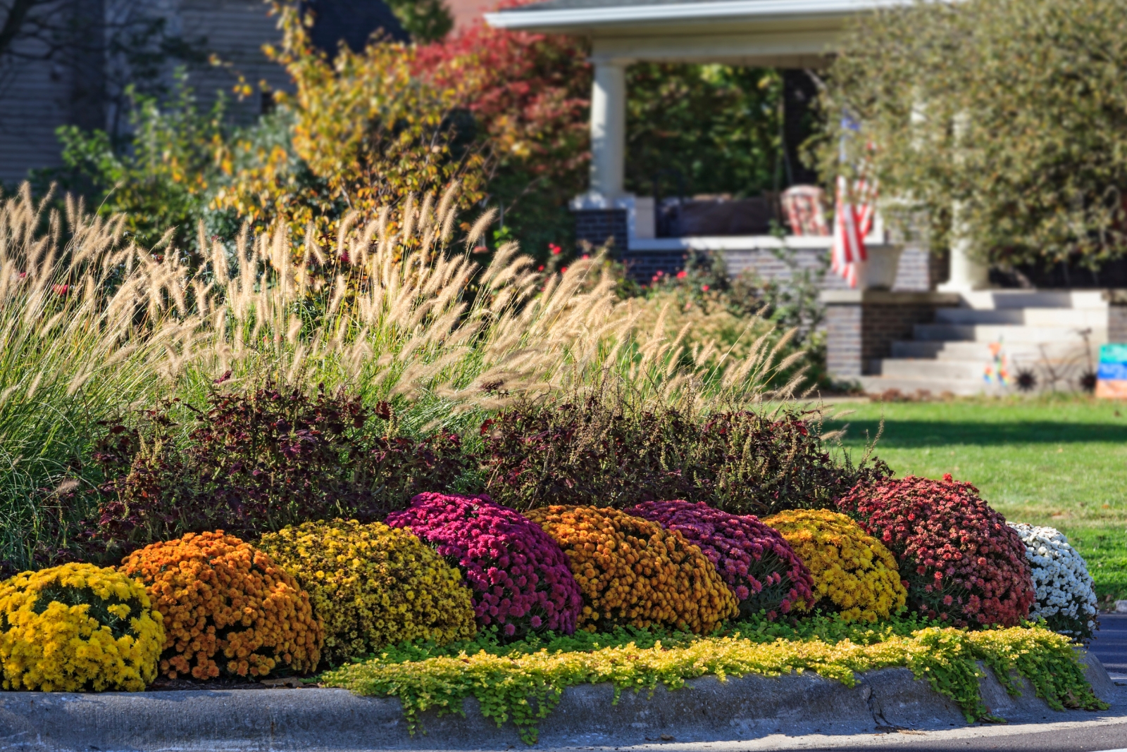 13 Beautiful Companion Plants For Mums That Thrive In Georgia Gardens