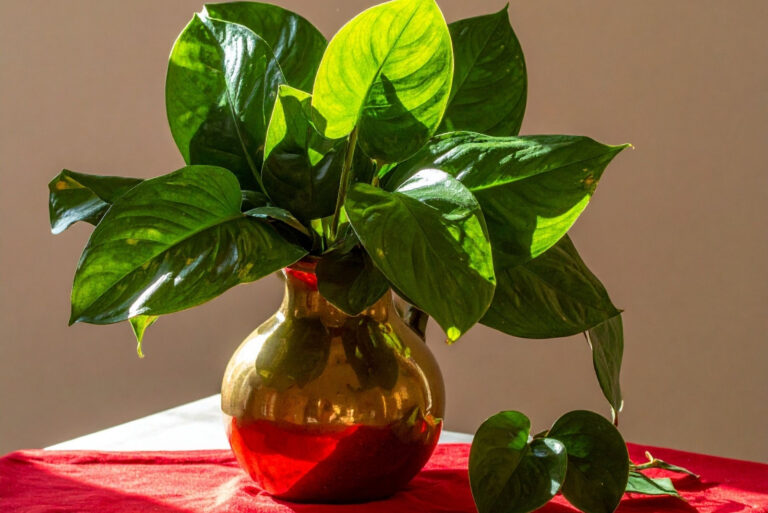 pothos (featured image)