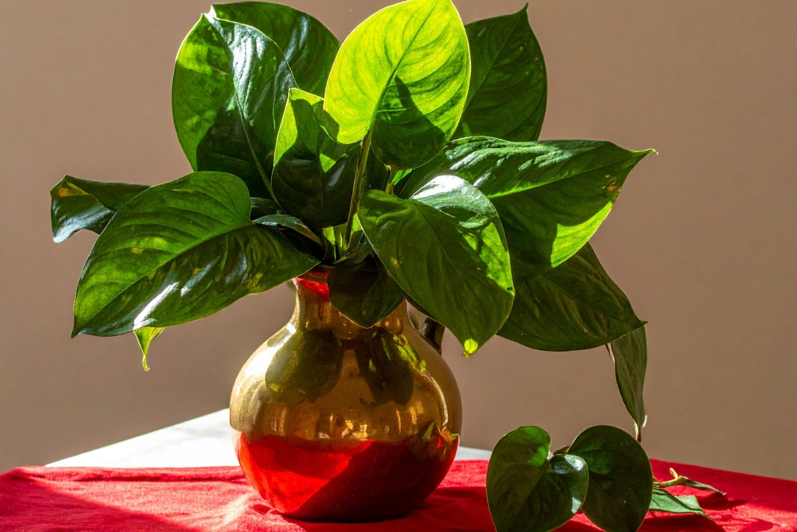 13 Beautiful Plants That Flourish In Missouri Rooms Without Windows