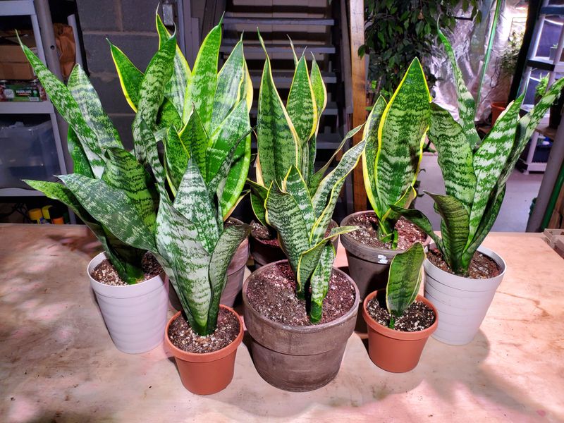 Snake Plant