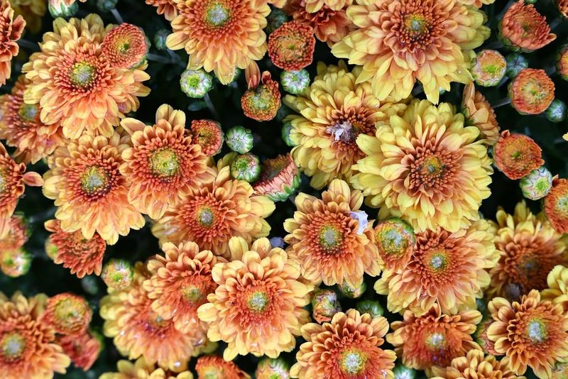Chrysanthemums
