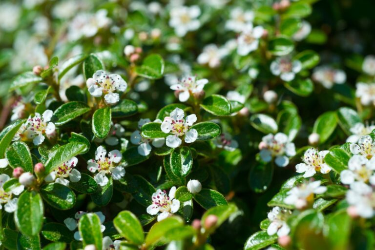 Bearberry cotoneaster Radicans white flowers
