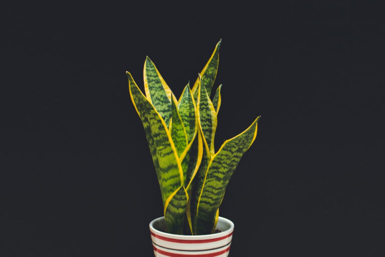 snake plant (featured image)