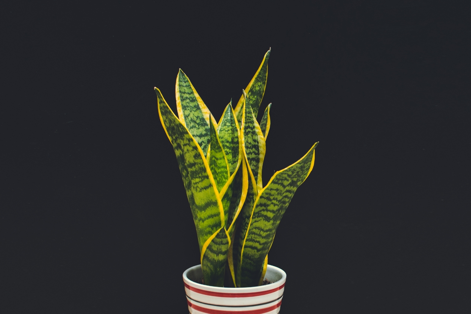 13 Best Indoor Plants For Rooms Without Windows In Wisconsin