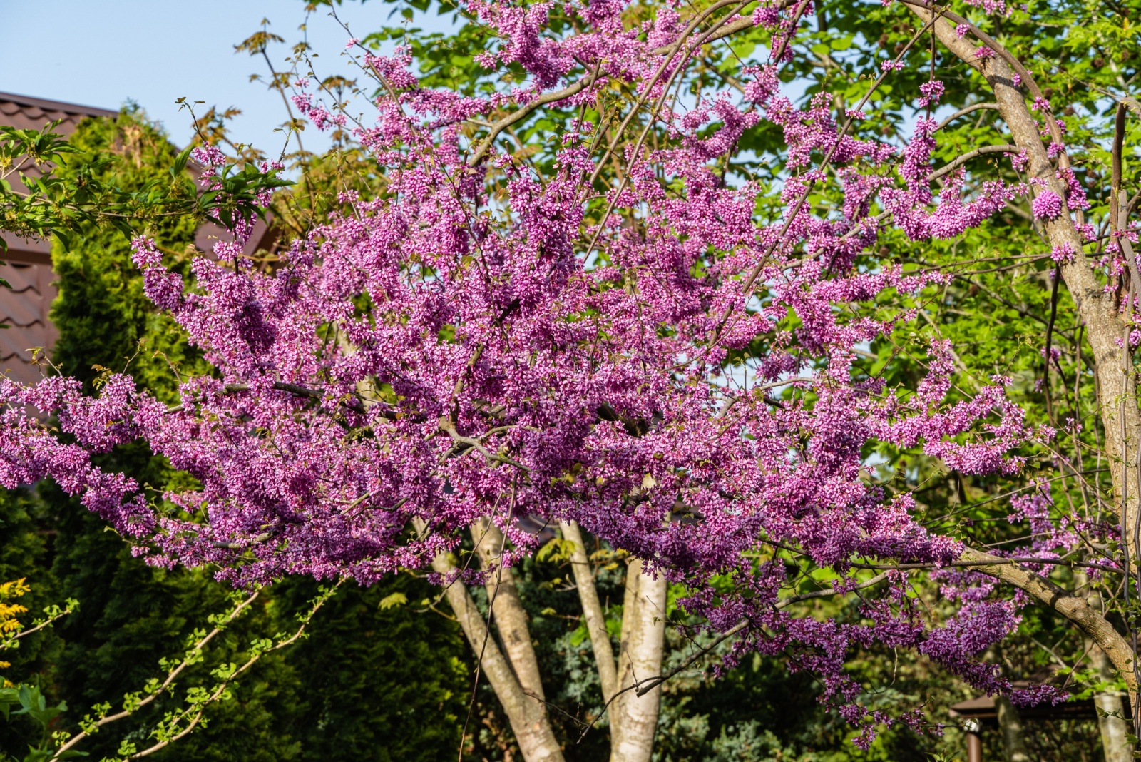 13 Best Trees To Plant In Fall For Beautiful Yards Across North Carolina