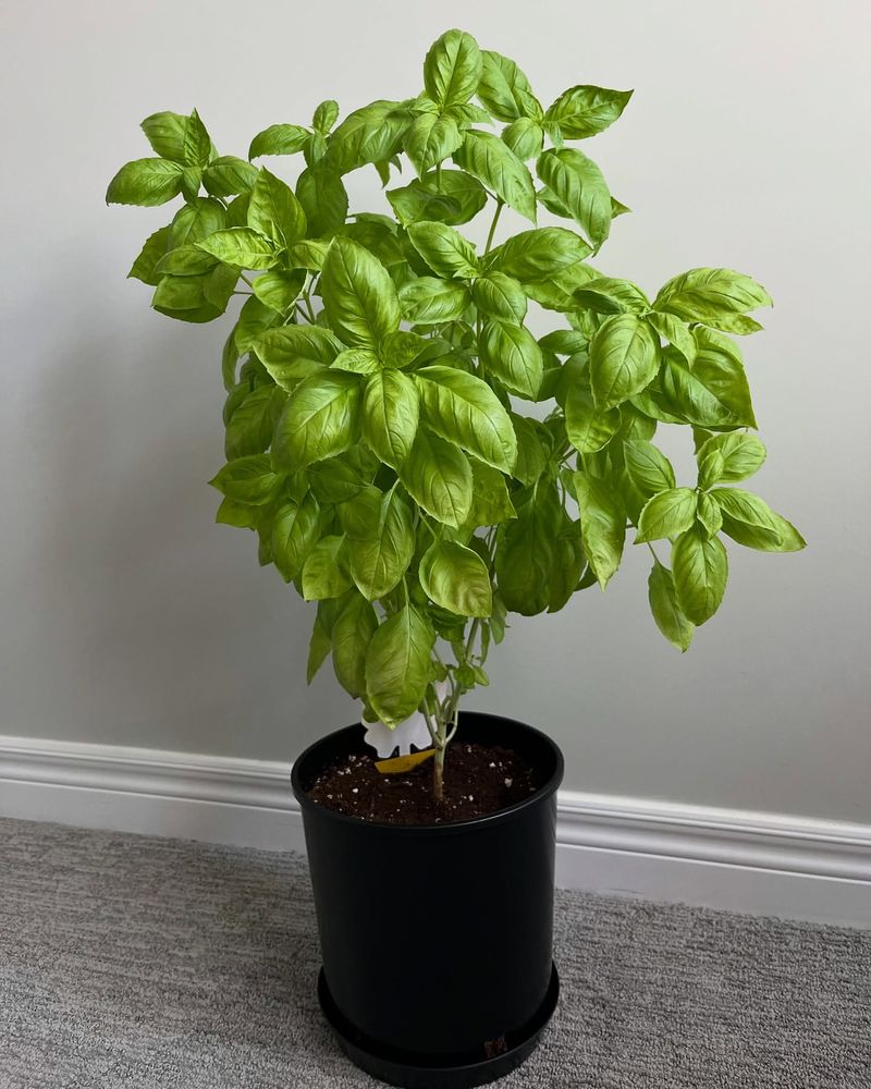 Basil