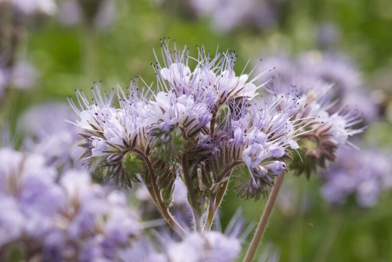 phacelia flower