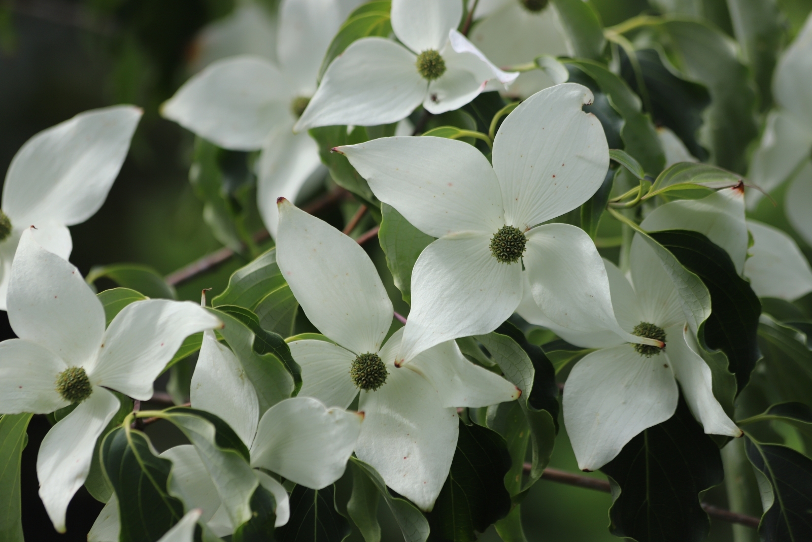 13 Dogwood Tree And Shrub Varieties That Grow Well In New York