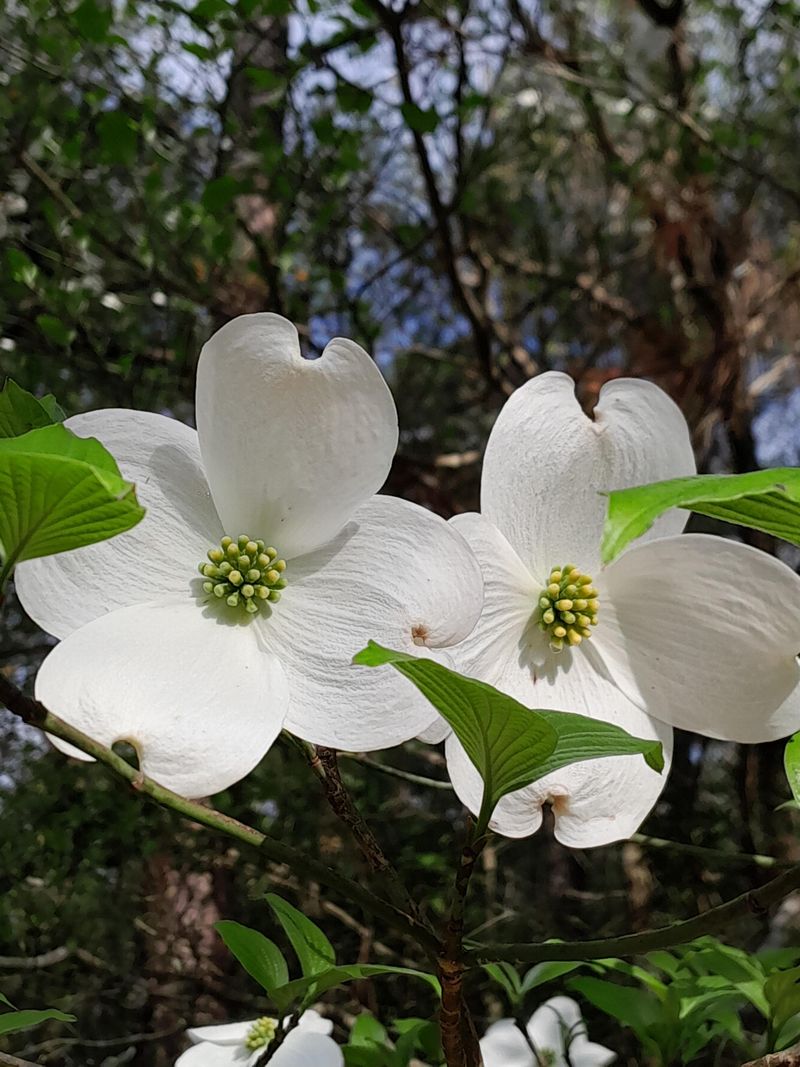 Flowering Dogwood (Cornus florida)